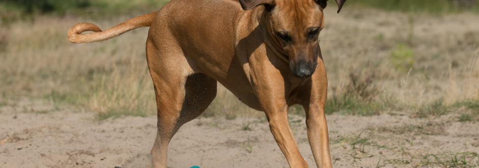 Hundebox maßangepasst fürs Auto - Einzelbox - Hundetransportbox | BAAC ® -  Hundeboxen und Gitter
